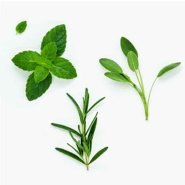 Экстракт зеленого чая и розмарина